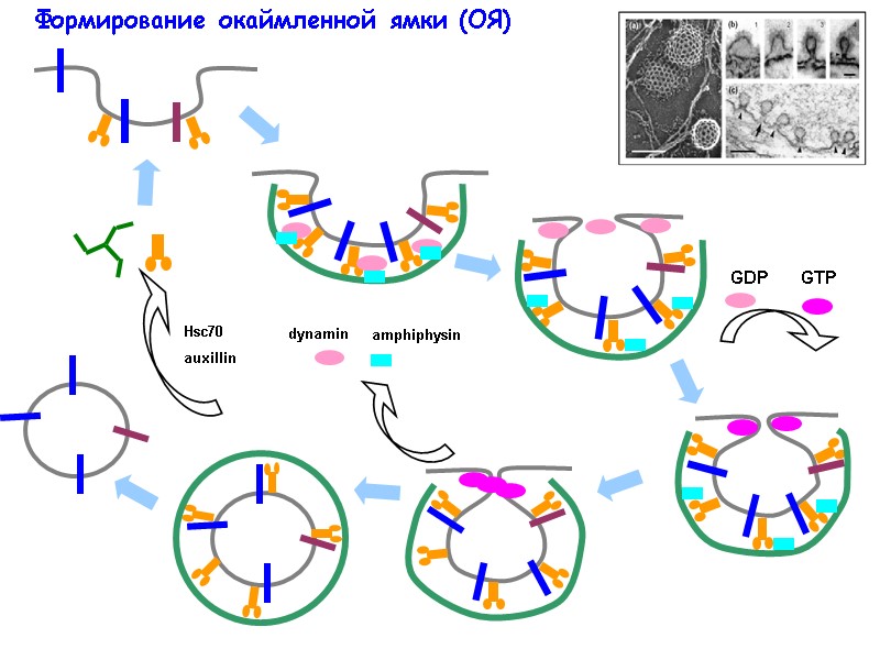Формирование окаймленной ямки (ОЯ)